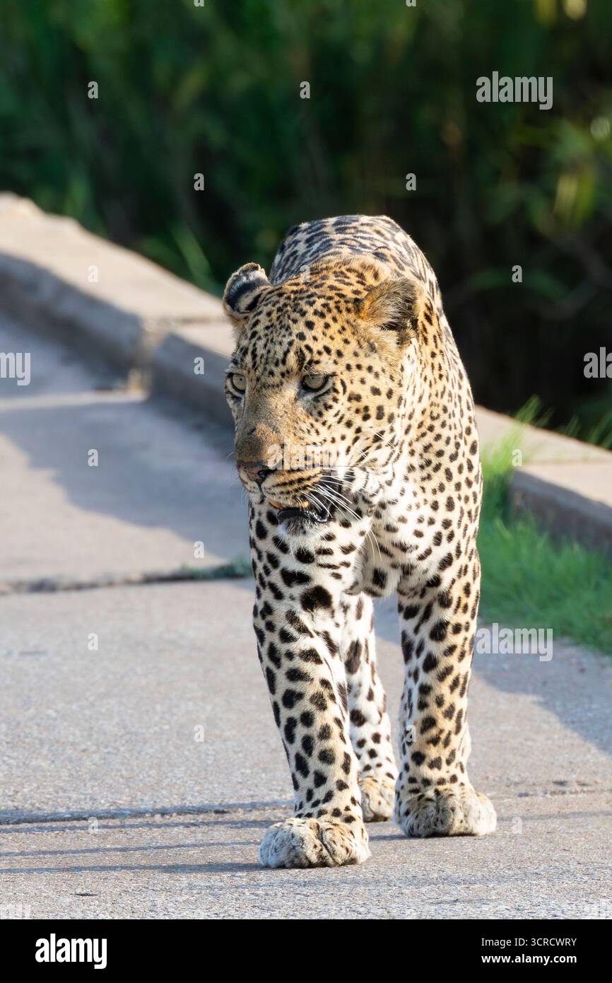 Léopard africain (Panthera pardus), traversant un pont de basse mer au coucher du soleil près de Skukuza, parc national Kruger, Afrique du Sud Banque D'Images
