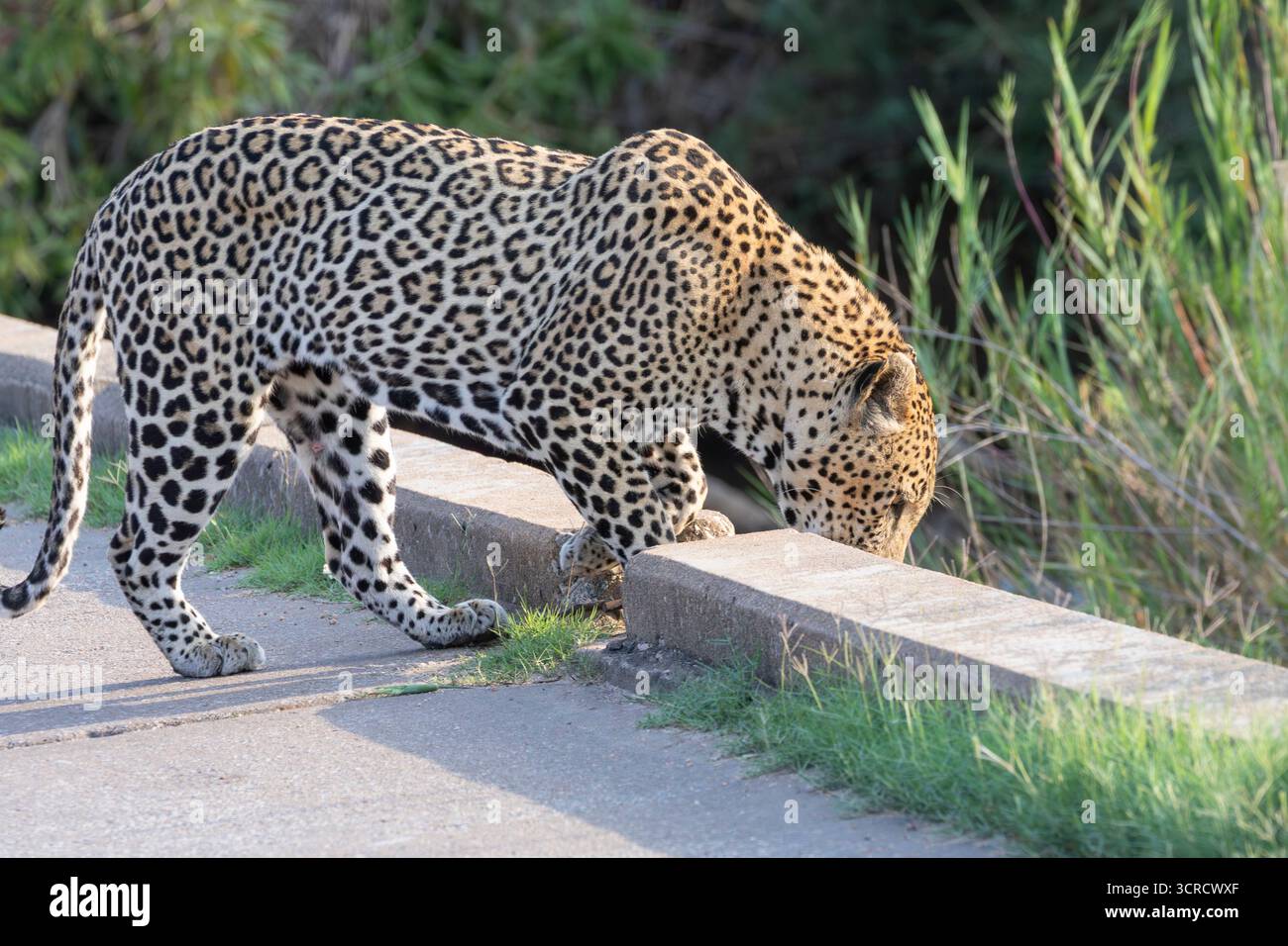 Léopard africain (Panthera pardus), chasse-embuscade à la proie dans le lit de roseaux ci-dessous sur le parapet de pont de basse eau, parc national Kruger, Afrique du Sud Banque D'Images