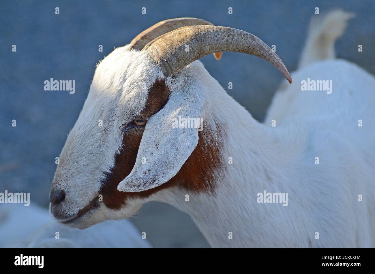 Boer Goat gros plan Banque D'Images