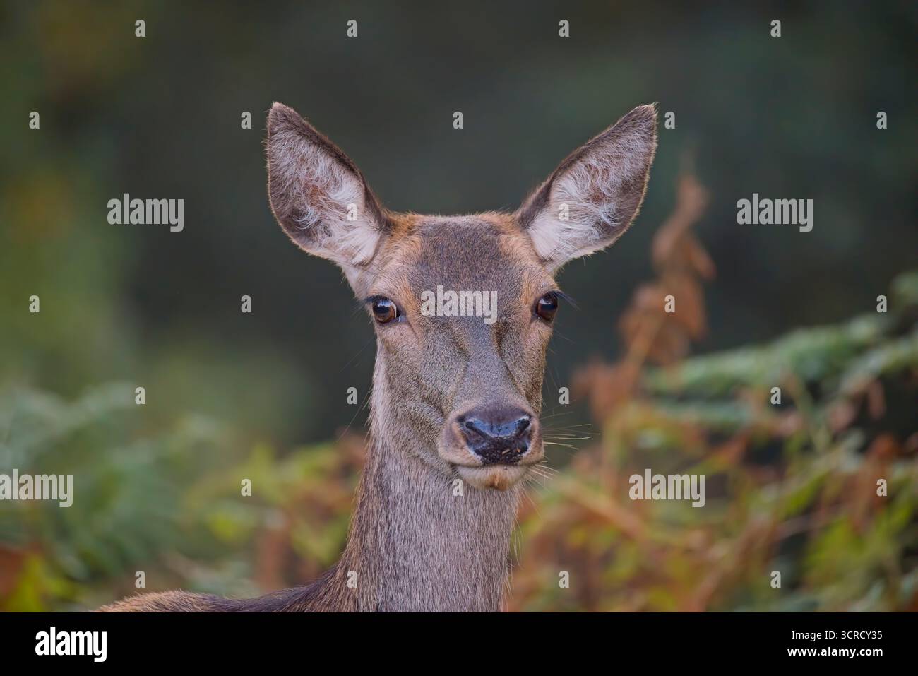 Portrait de Red Deer Hind parmi les Bracken à Bradgate Park, Leicester, Angleterre. Banque D'Images