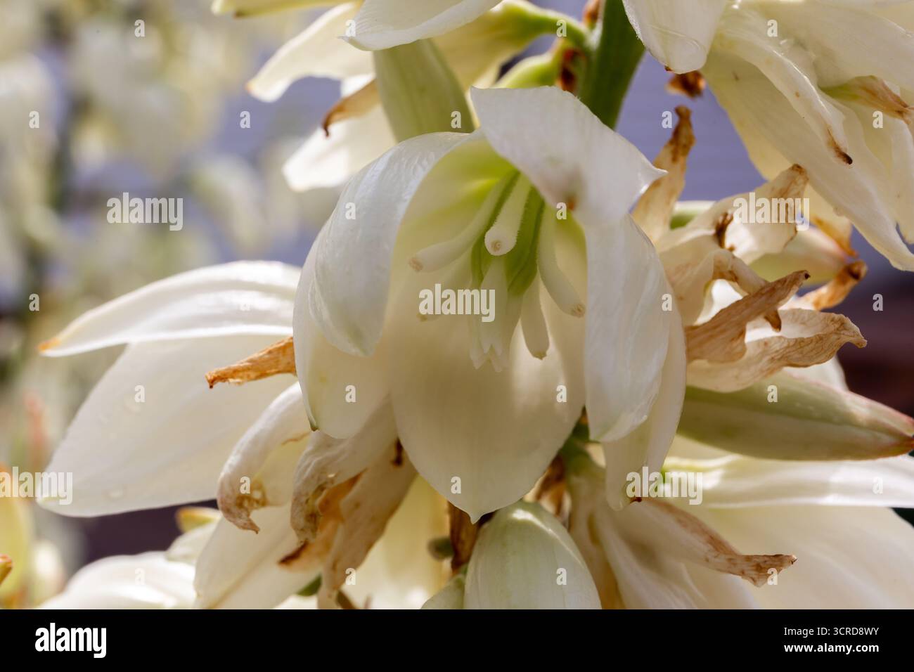 Plante à fleurs Yucca gloriosa, vue rapprochée de l'intérieur de la fleur blanche. Banque D'Images