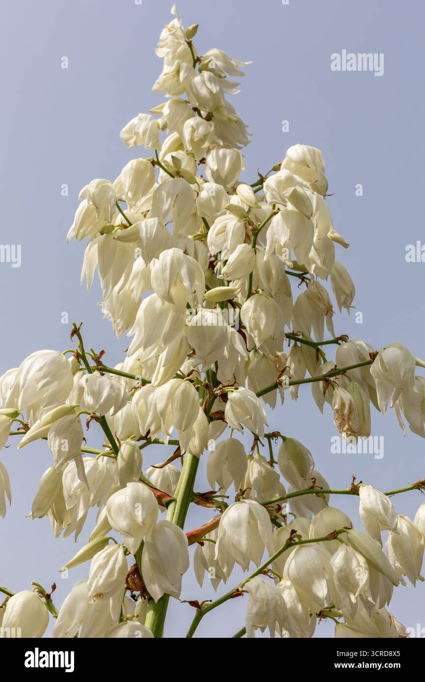 Plante à fleurs Yucca gloriosa, vue sur la tige haute pleine de fleurs blanches fleuries contre le ciel bleu. Banque D'Images
