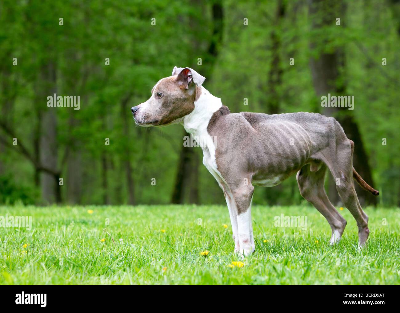 Chien de race mixte émacié, Pit Bull Terrier, debout à l'extérieur Banque D'Images Chien de race mixte émacié, Pit Bull Terrier, debout à l'extérieur Banque D'Images