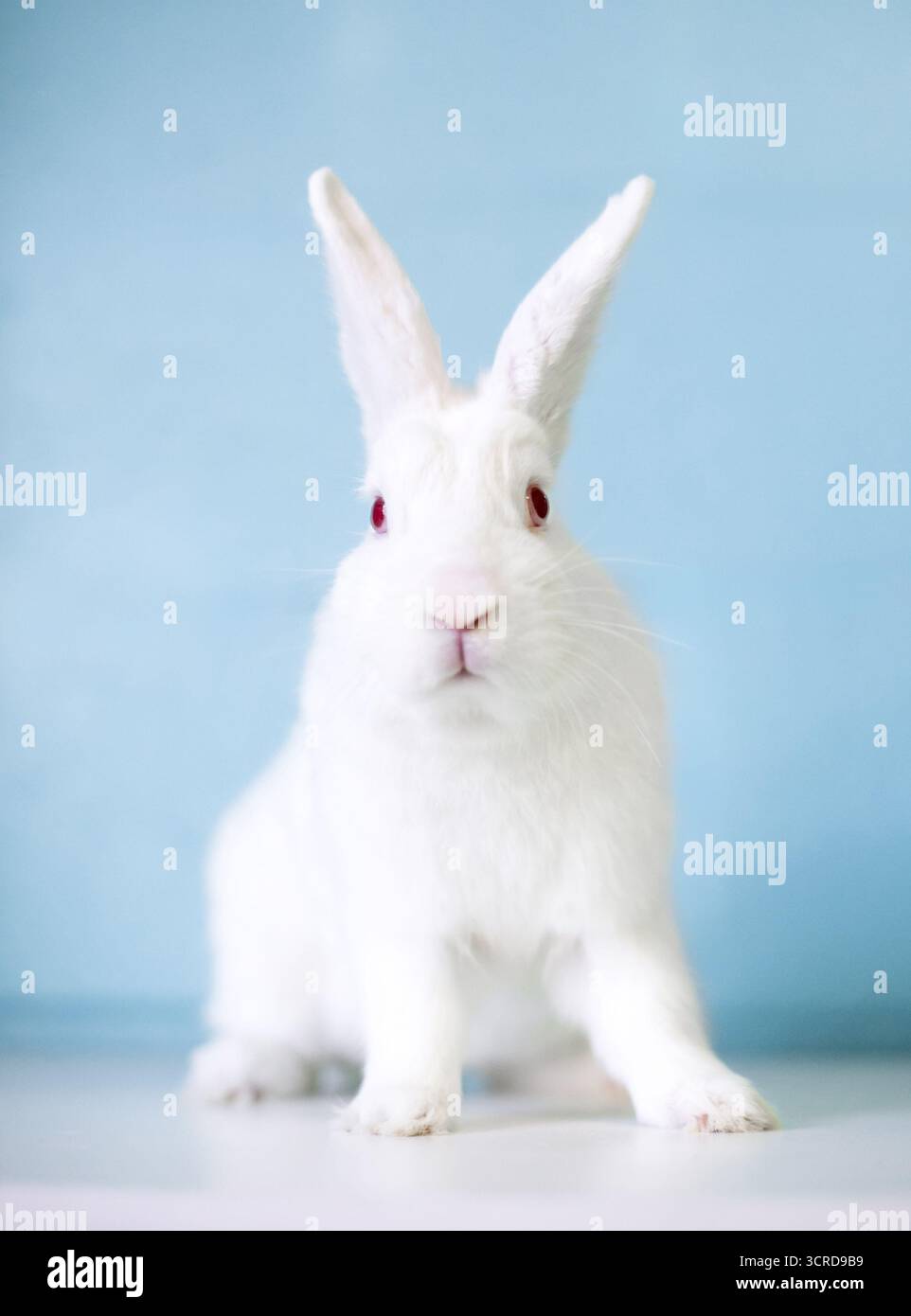 Un lapin blanc néo-zélandais aux yeux rouges Banque D'Images