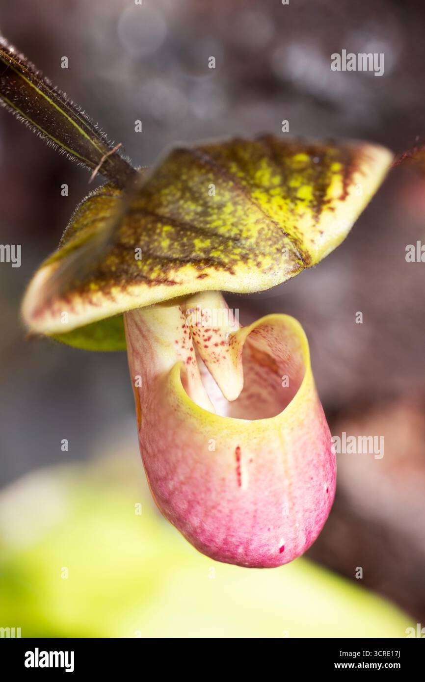 Macro gros plan photo d'une orchidée de pantoufle rose ou Paphiopedilum. Banque D'Images