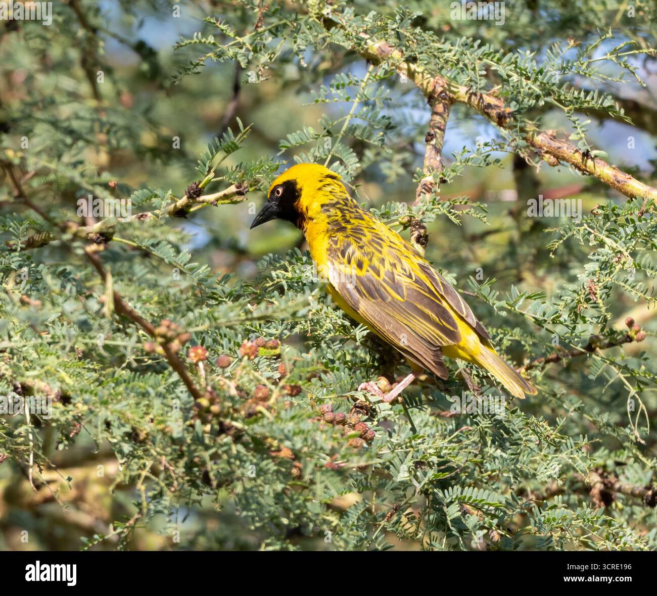 Le tisserand de Speke (Ploceus spekei), oiseau chanteur d'Afrique de l'est sur un acacia dans le parc national du lac Nakuru Banque D'Images