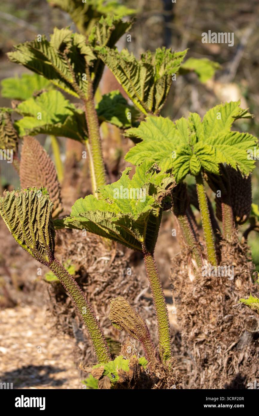 Gros plan sur de nouvelles cultures et des bourgeons et fleurs de Gunnera manicata ou rhubarbe géante brésilienne isolés sur un fond naturel Banque D'Images