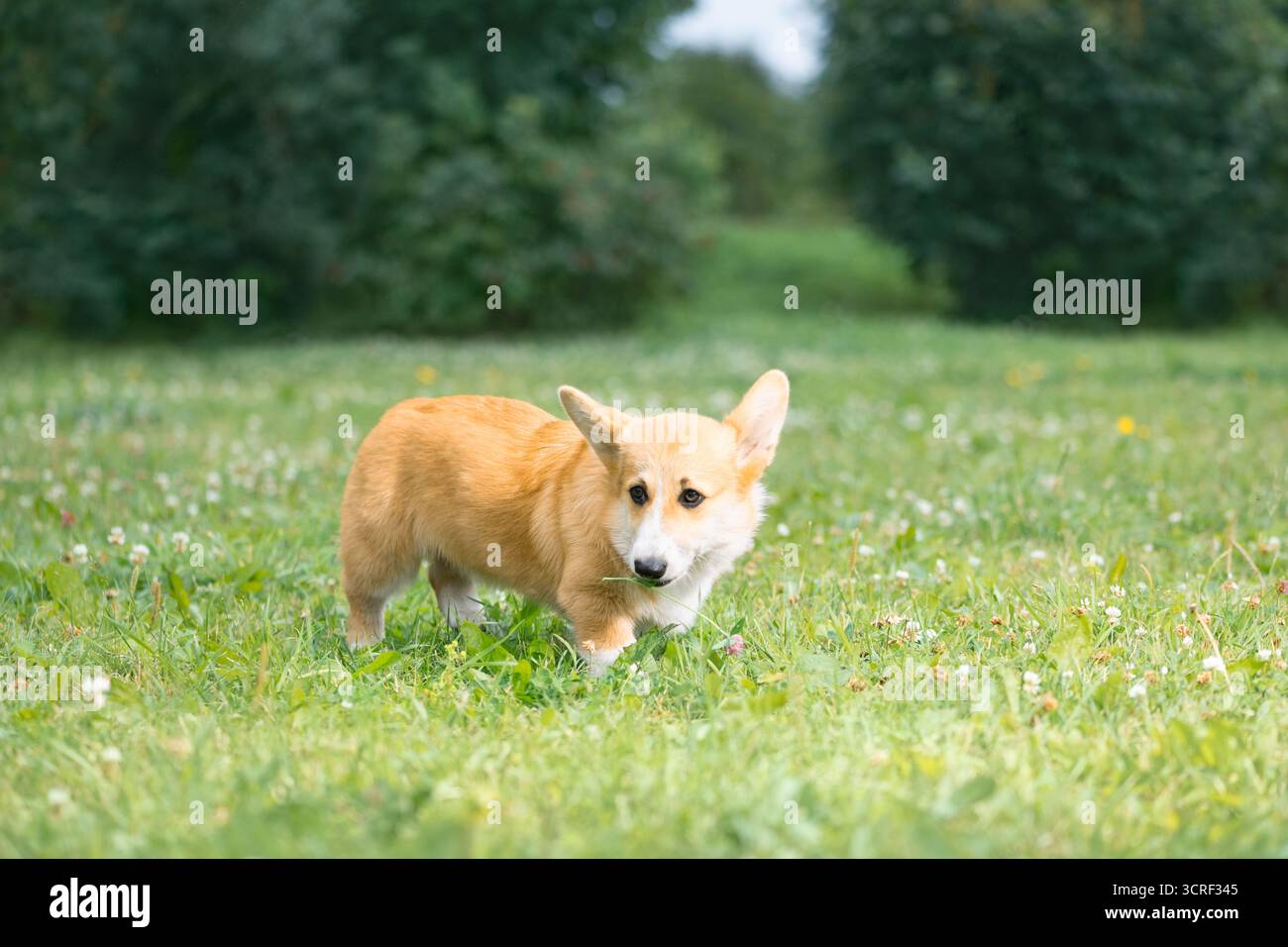 Chien mignon debout sur l'herbe dans le parc et regardant loin Banque D'Images