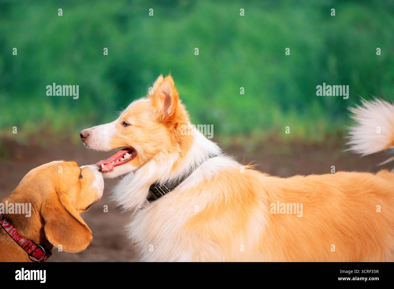 Deux chiens rouges debout face à face à l'extérieur, gros plan Banque D'Images