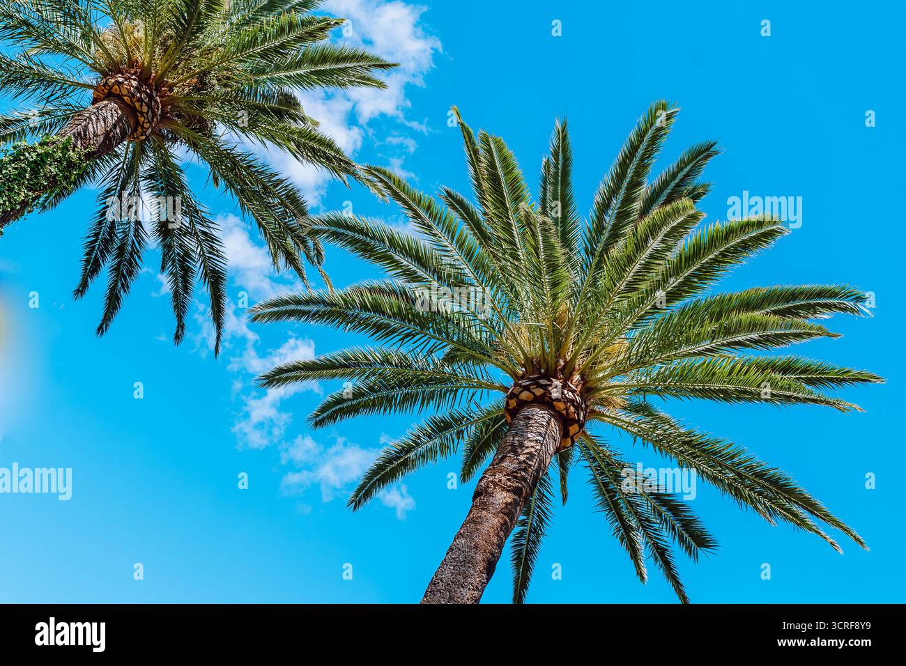 Palm Trees against blue sky Banque D'Images