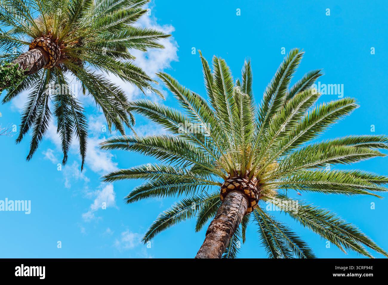 Palm Trees against blue sky Banque D'Images