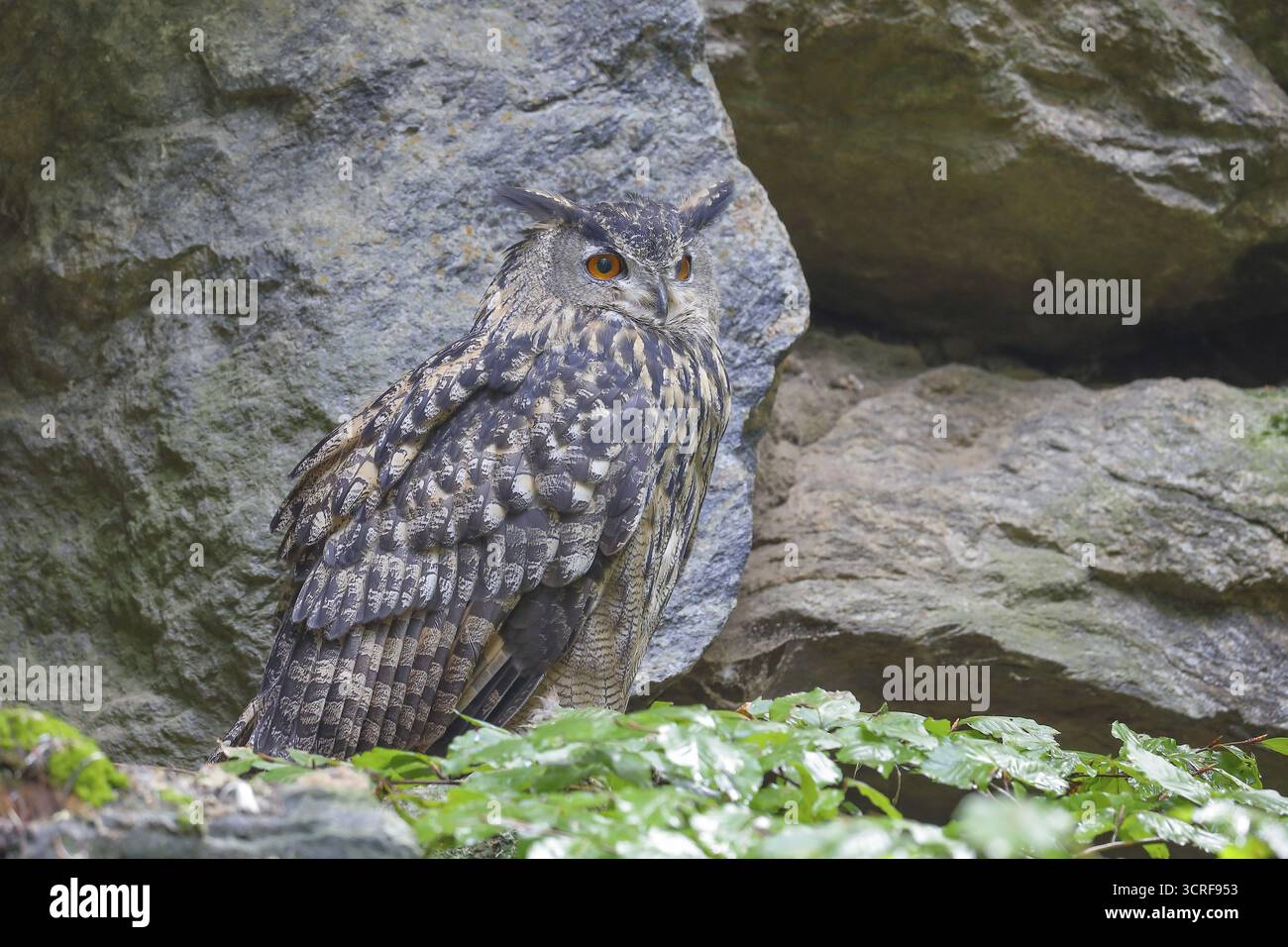 Aigle-hibou eurasien (Bubo bubo), assis sur un rocher, hibou, oiseau de nuit, captif, parc national de la forêt bavaroise, Bavière, Allemagne Banque D'Images