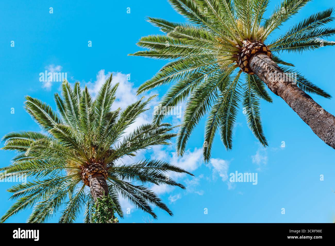 Palm Trees against blue sky Banque D'Images