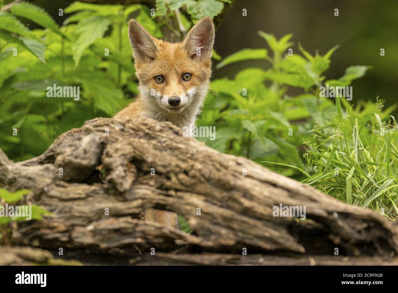 Renard roux (vulpes vulpes), juvénile, assis derrière une racine d'arbre, Ormoz, Slovénie Banque D'Images