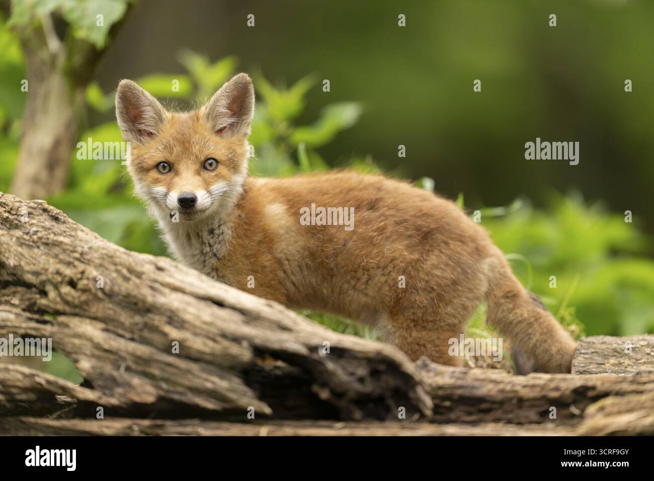 Renard roux (vulpes vulpes), juvénile, debout derrière une racine d'arbre, Ormoz, Slovénie Banque D'Images