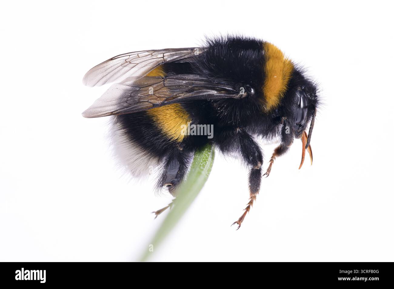 Bombus magnus (Bombus magnus), reine d'été, lavande commune (Lavandula angustifolia), Allemagne Banque D'Images
