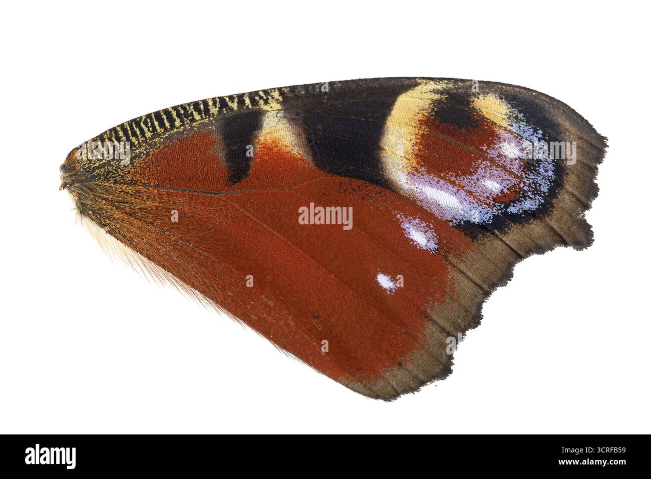 Papillon Peacock (Aglais io), aile en détail, Allemagne Banque D'Images