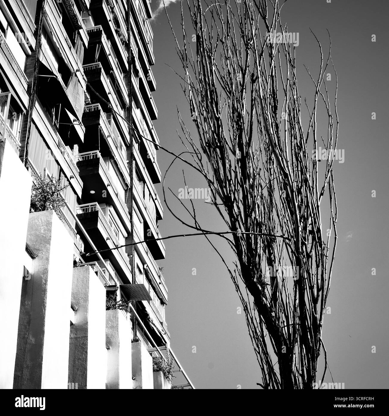 Arbre sec et immeuble d'appartements, sécheresse, changement climatique, nature contre civilisation. Banque D'Images