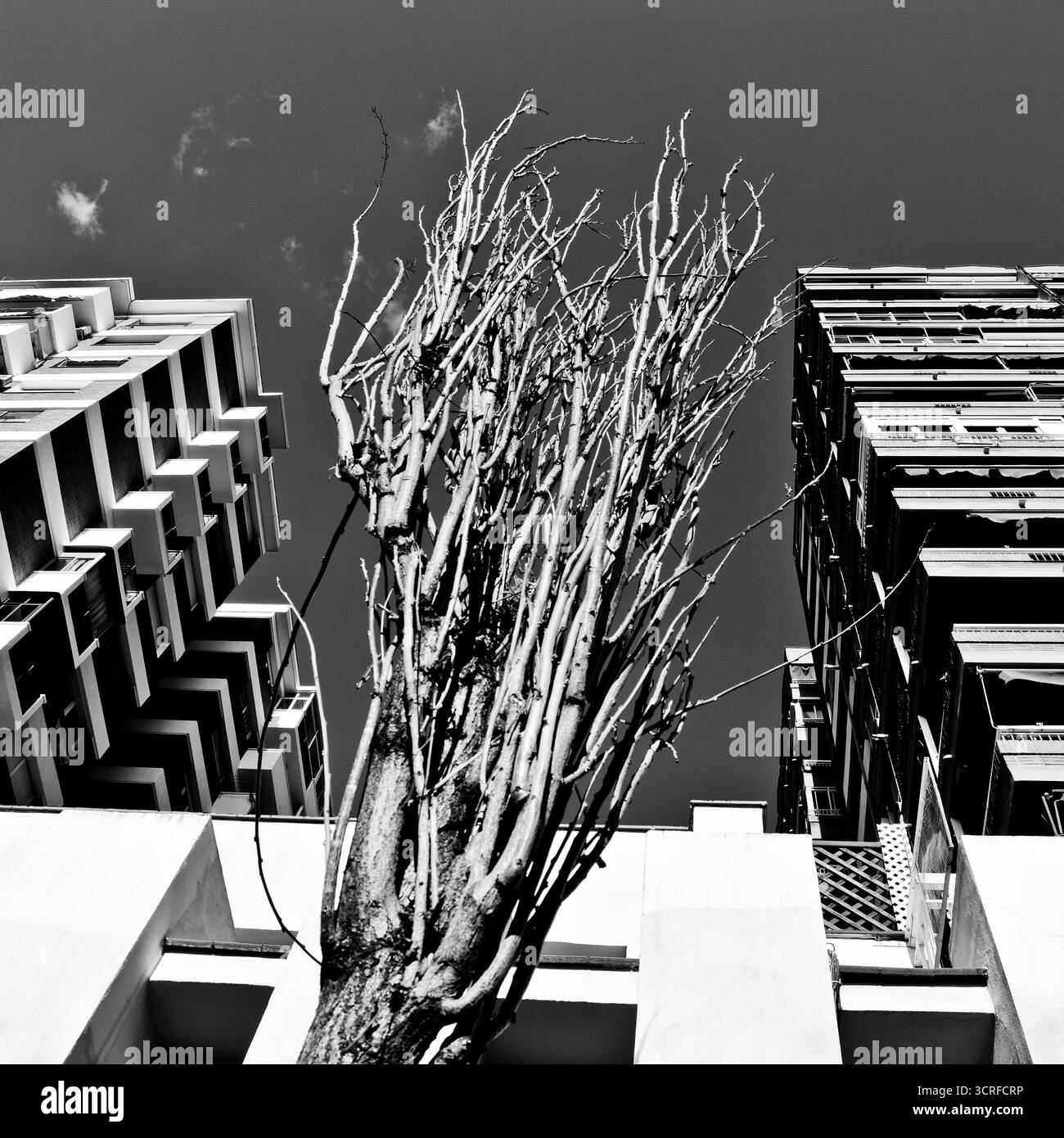 Arbre sec et immeuble d'appartements, sécheresse, changement climatique, nature contre civilisation. Banque D'Images