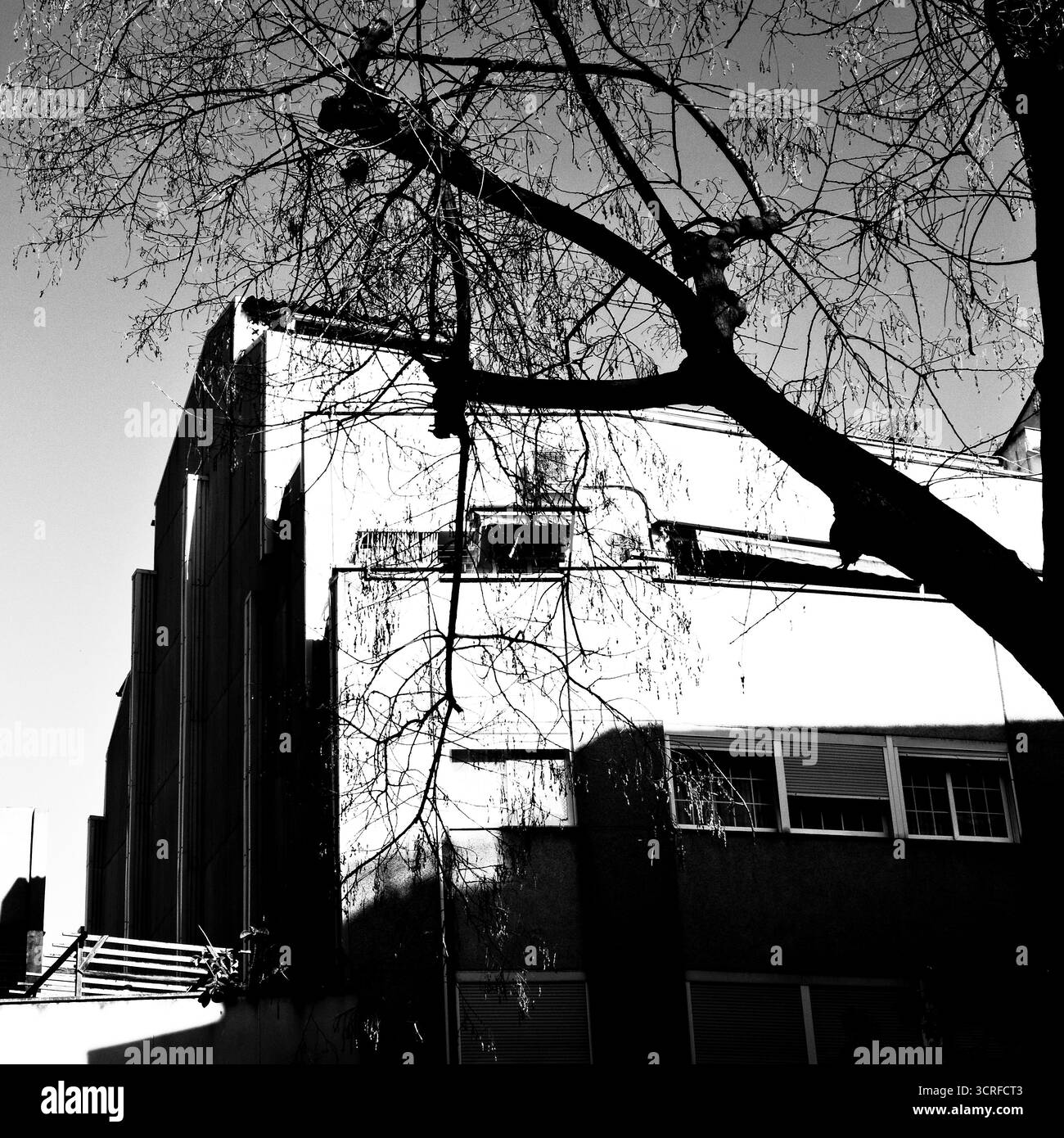 Arbre sec et immeuble d'appartements, sécheresse, changement climatique, nature contre civilisation. Banque D'Images