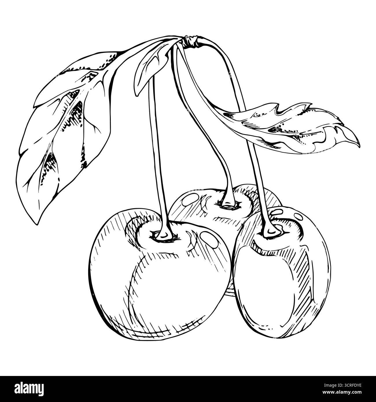 Cerise douce de ligne aigre avec des feuilles de plantes, encre vectorielle dessinée à la main, baie de jardin en groupes sur les branches. Illustration de composition isolée, pour Illustration de Vecteur Cerise douce de ligne aigre avec des feuilles de plantes, encre vectorielle dessinée à la main, baie de jardin en groupes sur les branches. Illustration de composition isolée, pour Illustration de Vecteur