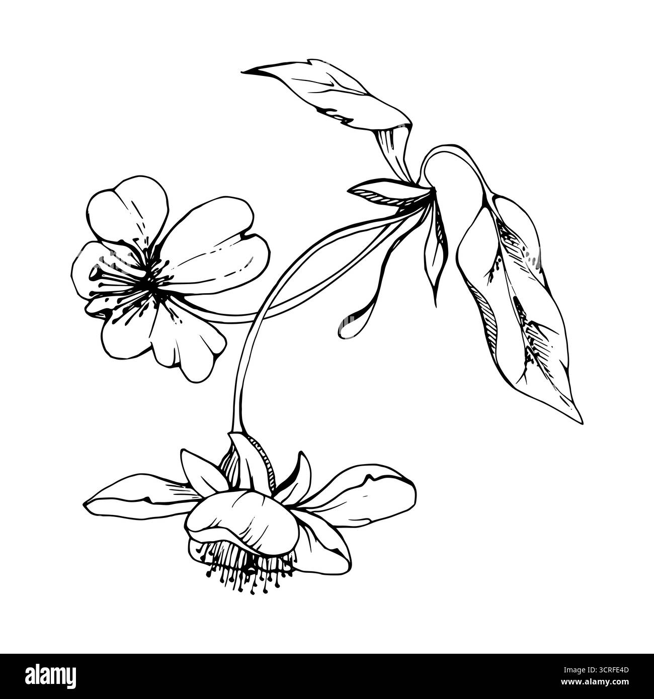 Fleur blanche de sakura cerise et bourgeon sur tiges, feuilles de plantes, encre vectorielle dessinée à la main, illustration botanique de fleurs sauvages. Composition pour boutonnières isolées Illustration de Vecteur