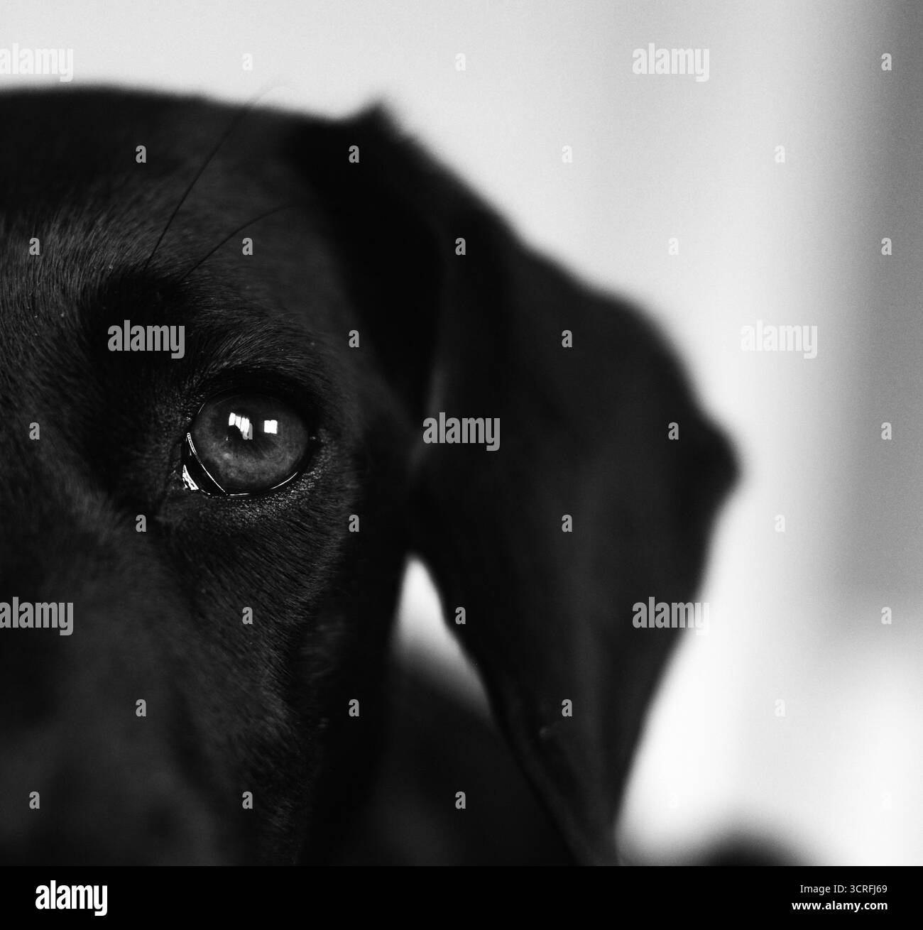 Portrait de chien noir sur fond blanc Banque D'Images