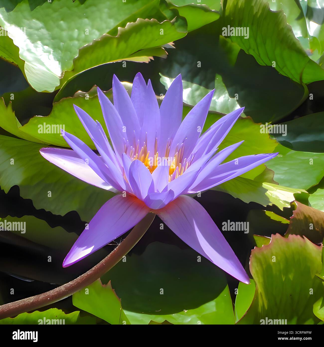 Fleur de nénuphar violet avec des coussinets verts dans un étang, détail botanique macro. Banque D'Images