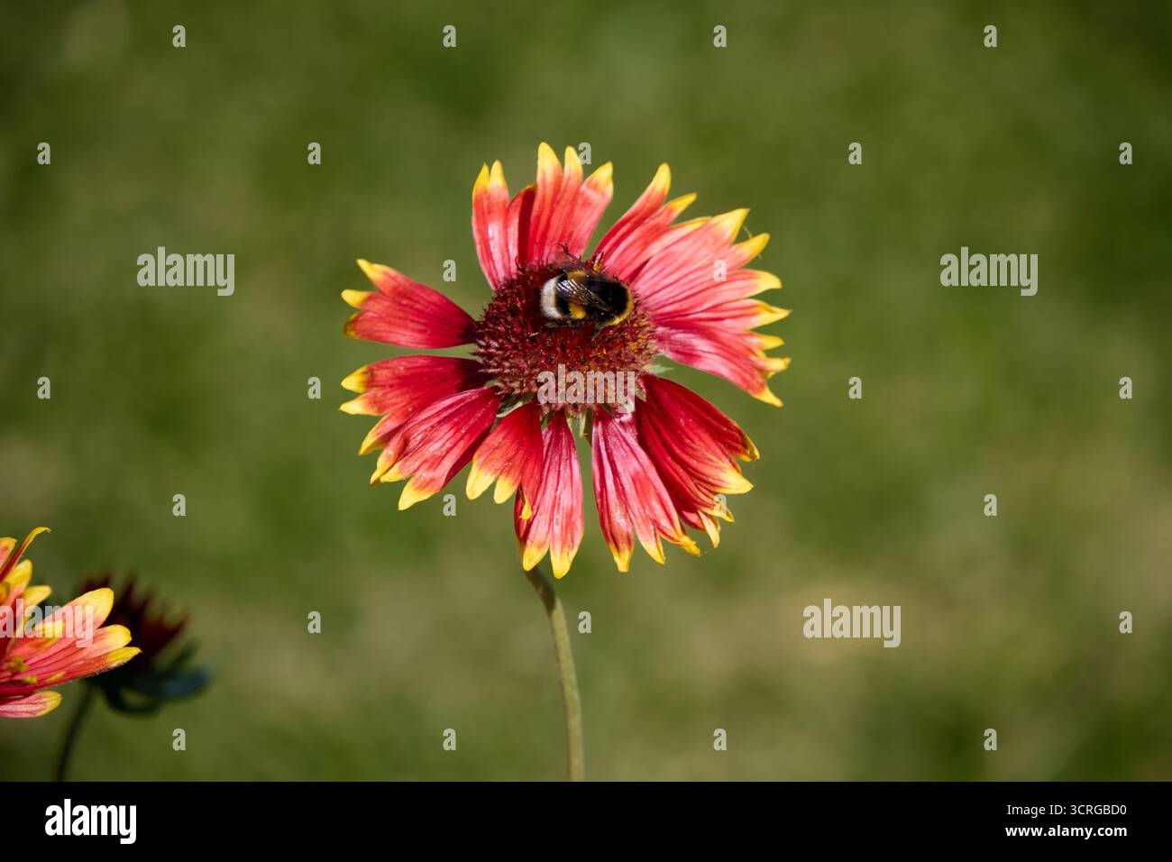 Un bourdon recueille diligemment le nectar d'une fleur rouge et jaune éclatante de Gaillardia dans la lumière douce et naturelle d'une journée ensoleillée Banque D'Images
