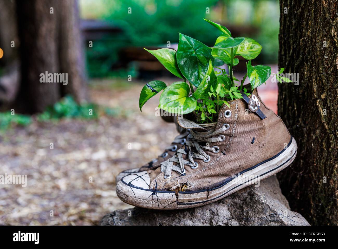 Une représentation artistique d'une sneaker usée se transformant en une jardinière remplie de verdure fraîche, mettant en valeur la beauté de la durabilité et c Banque D'Images