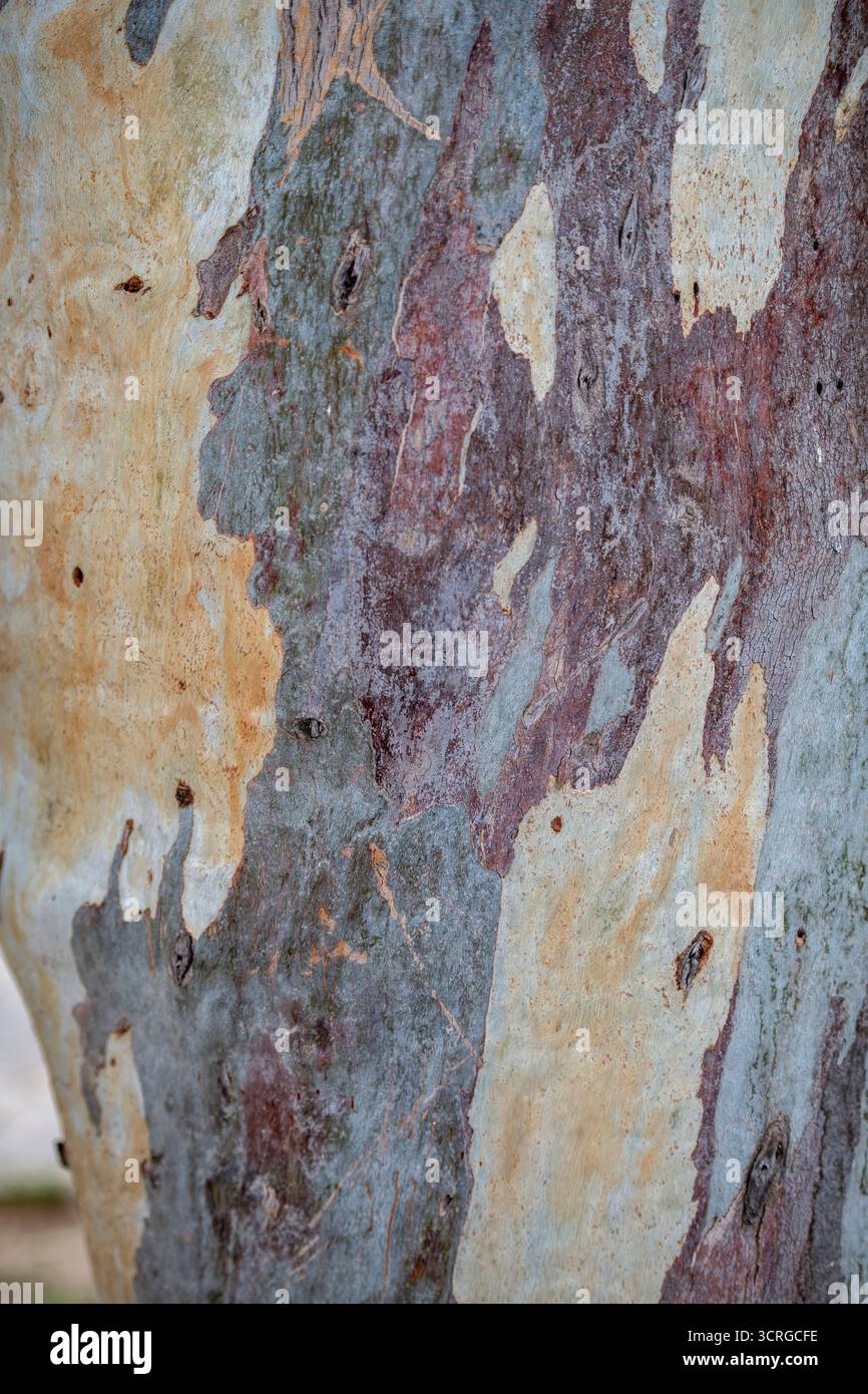 image abstraite en gros plan de la famille des plantes de l'écorce du platenaceae (planatus) Banque D'Images