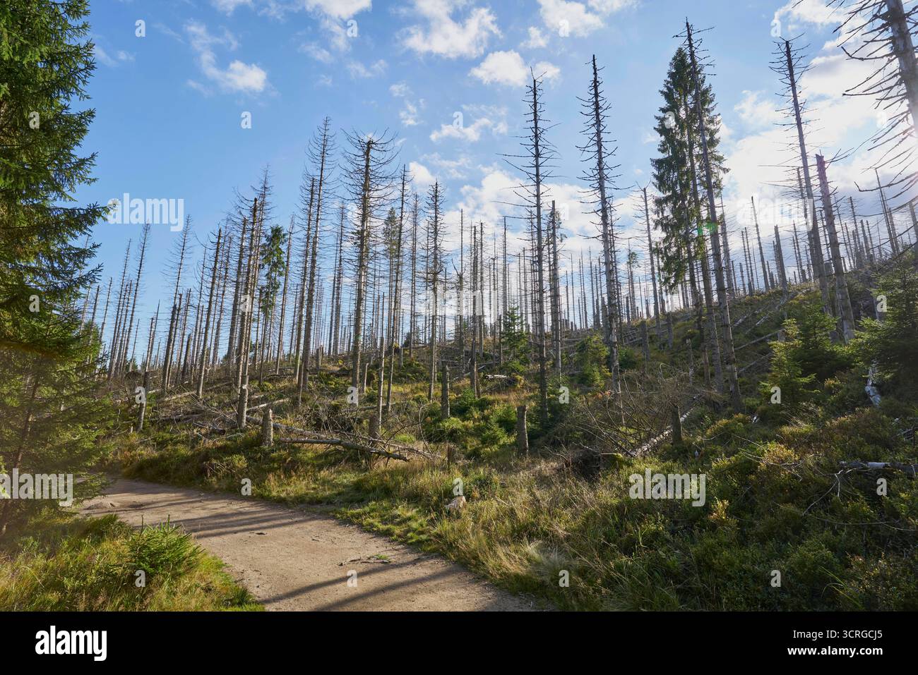 Der Wald beim fast leeren Oderteich am 29.09.2025 im Harz in Niederschsen, Deutschland la forêt à l'Oderteich presque vide dans les montagnes du Harz le 29 septembre 2025, basse-saxe, Allemagne Banque D'Images