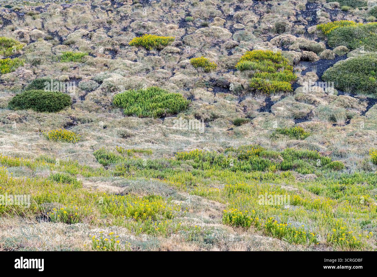 Végétation typique poussant à 2500 m sur l'Etna, y compris la camomille de l'Etna (Anthemis aetnensis) Banque D'Images
