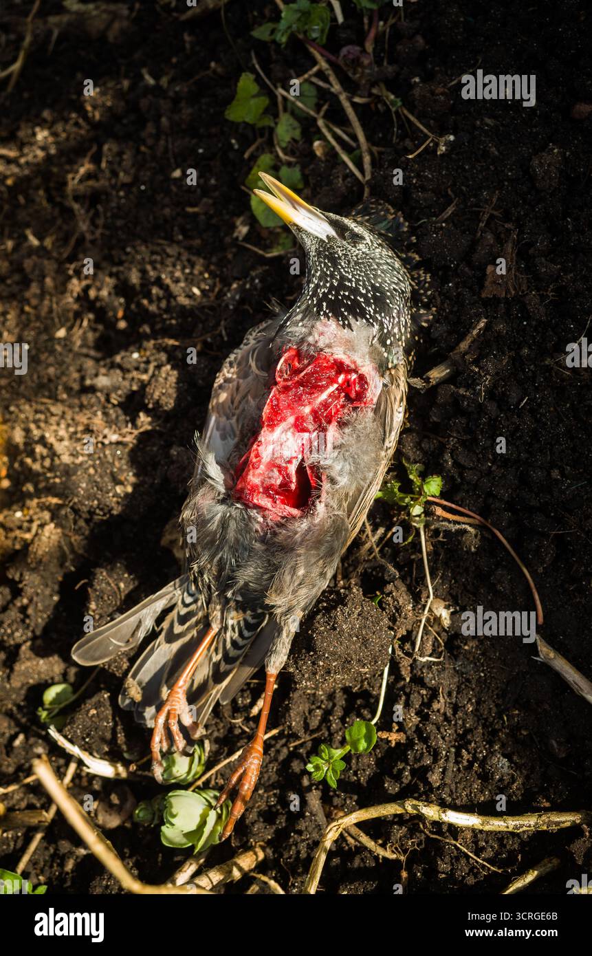 Un étourneau mort avec cavité thoracique creuse qui a été mangé par un oiseau de proie. Banque D'Images
