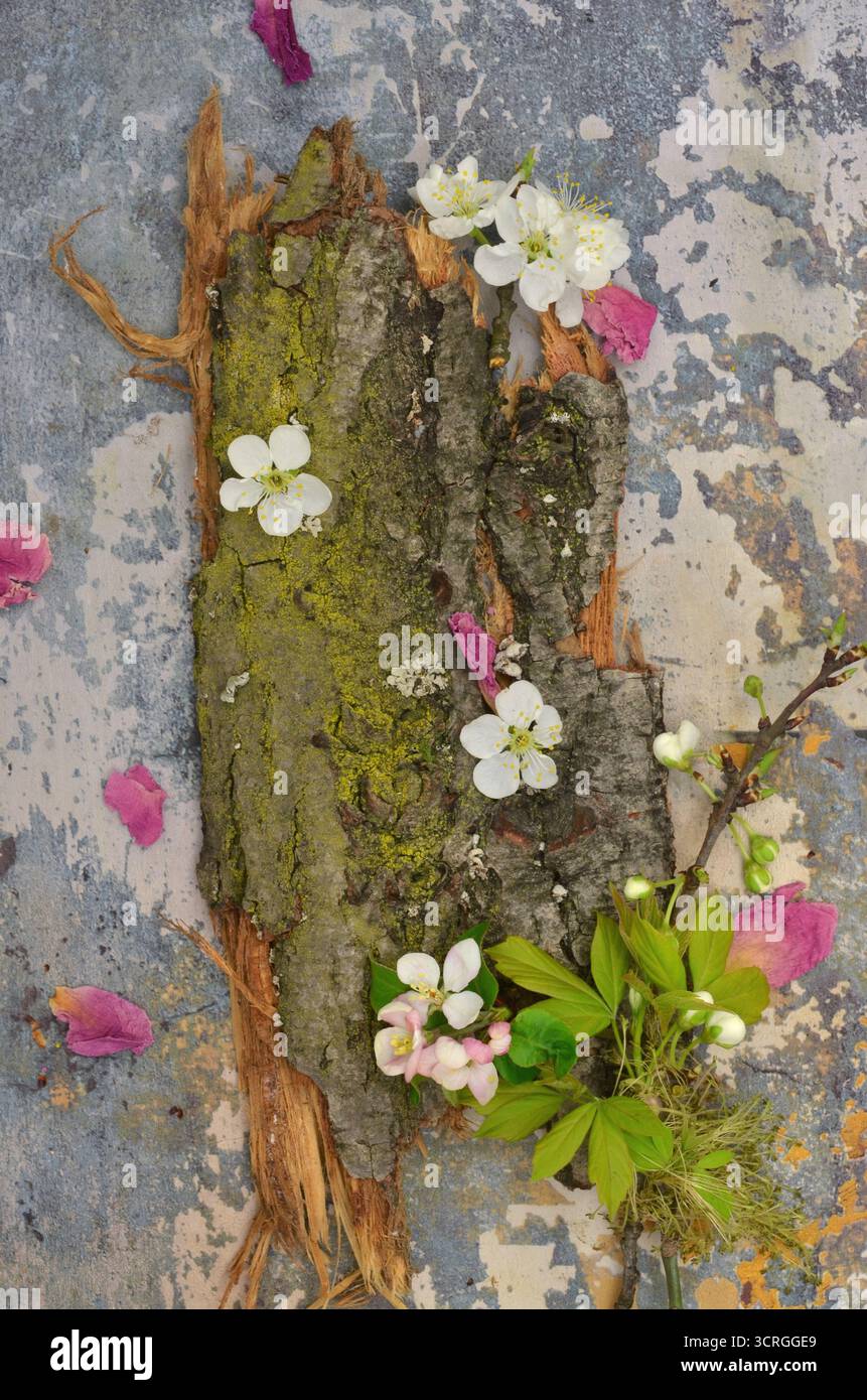 Abstraction avec écorce et mousse, fleurs printanières et feuilles vertes. Vue de dessus. Rose, vert et blanc. Banque D'Images