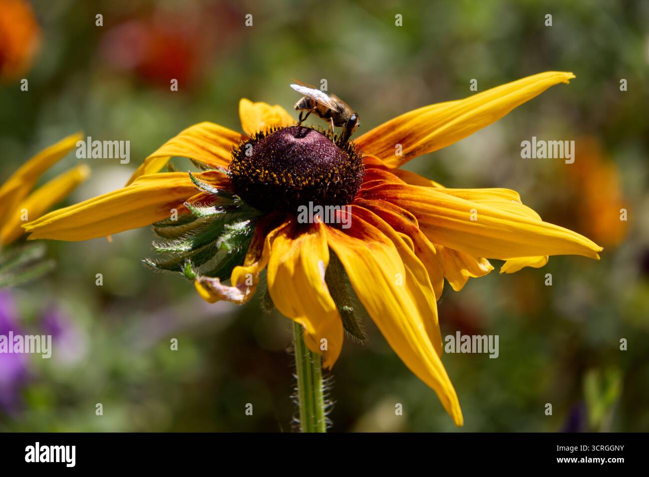 Gros plan d'une abeille sur une fleur de Rudbeckia hirta, également connue sous le nom de Susan aux yeux noirs, extrayant du nectar dans un jardin par une journée ensoleillée en été. Banque D'Images