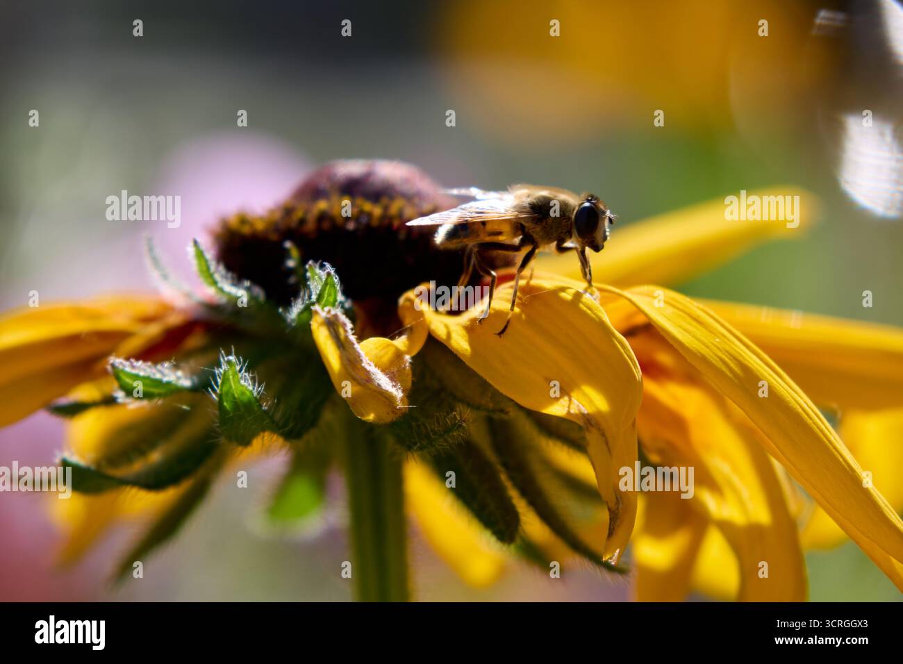 Photo macro mettant en scène un hoverfly gracieusement perché sur une fleur jaune éclatante, avec un arrière-plan bokeh rehaussant la beauté naturelle de la scène. Banque D'Images