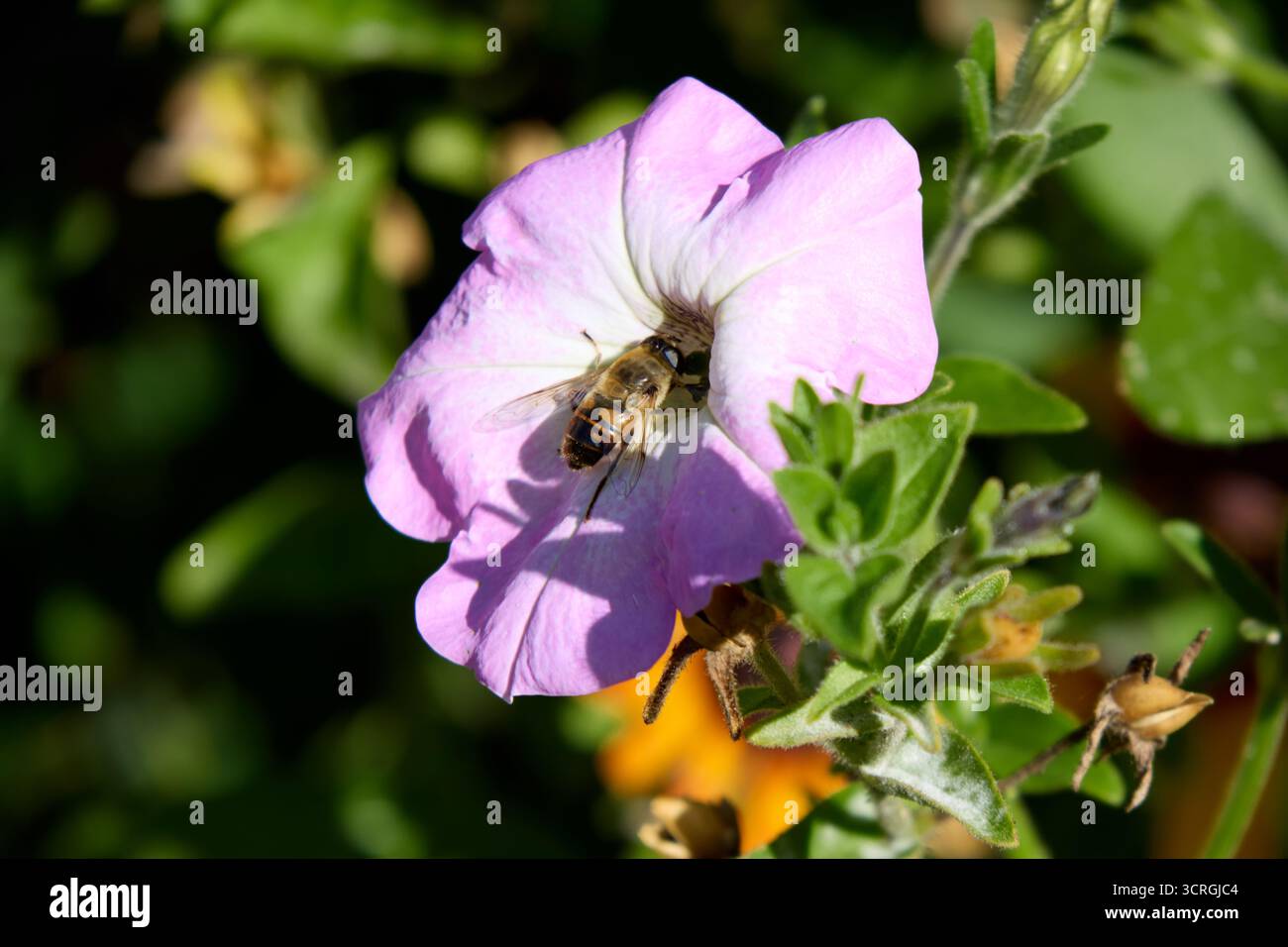 Un gros plan capture une abeille recueillant avec diligence le pollen des pétales délicats d'un pétunia violet clair, créant ainsi un éclatant et plein de nature Banque D'Images