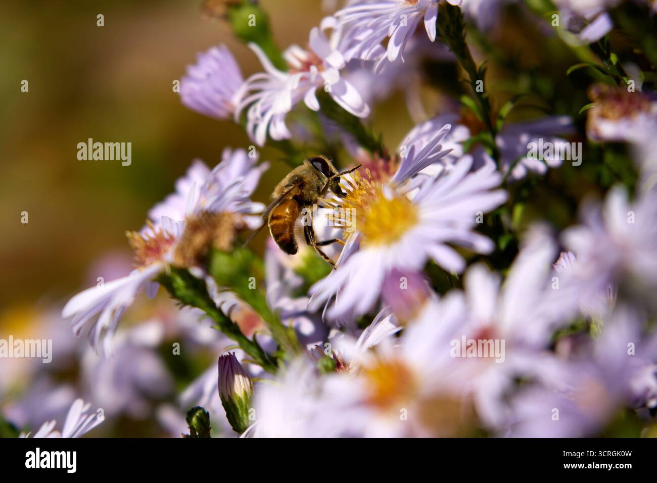Une abeille de miel recueillant gracieusement le nectar de délicates fleurs d'aster pourpre dans un jardin ensoleillé, mettant en valeur la beauté de la nature et symbiotique Banque D'Images