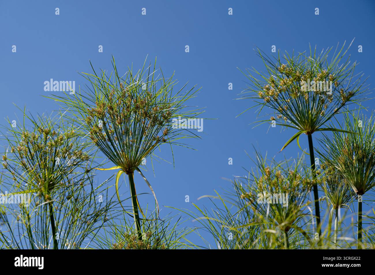 Cyperus papyrus, roseau de papier égyptien, ruée de papier égyptien, Banque D'Images