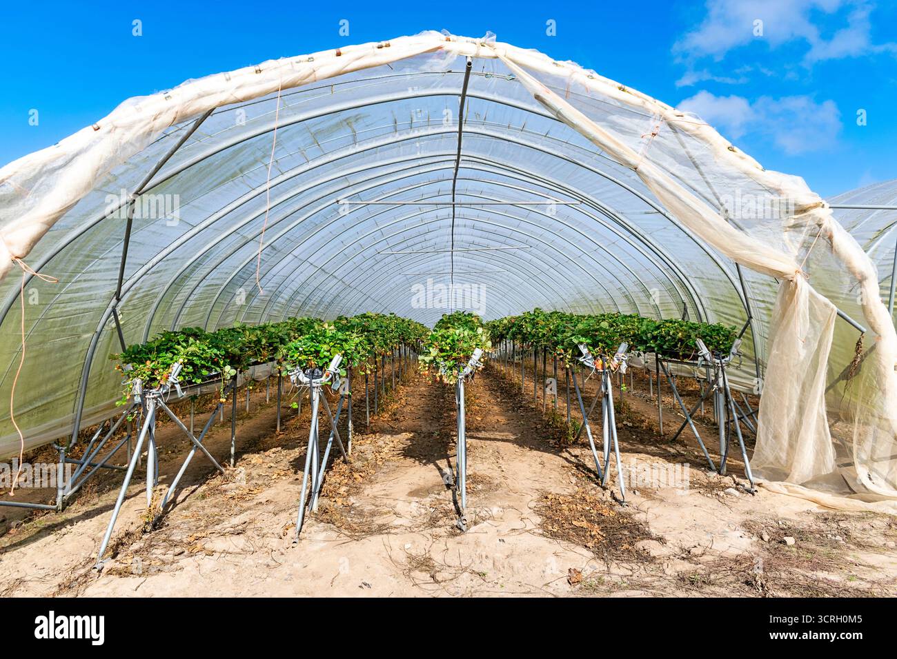 Culture de fraises dans les polytunnels Fife Area of Scotland rangées de plantes sur des lits surélevés Banque D'Images