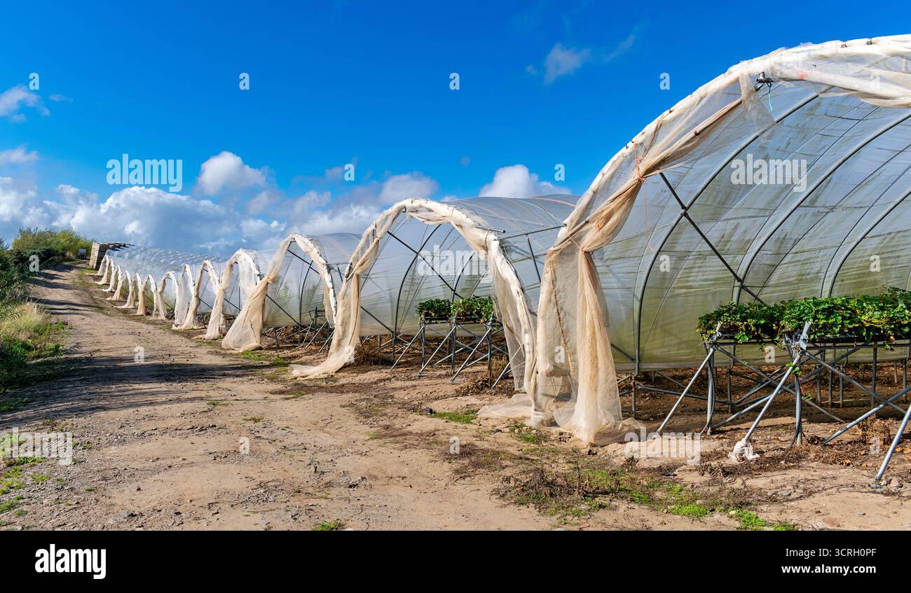 Culture de fraises dans la région de Polytunnels Fife en Écosse Banque D'Images