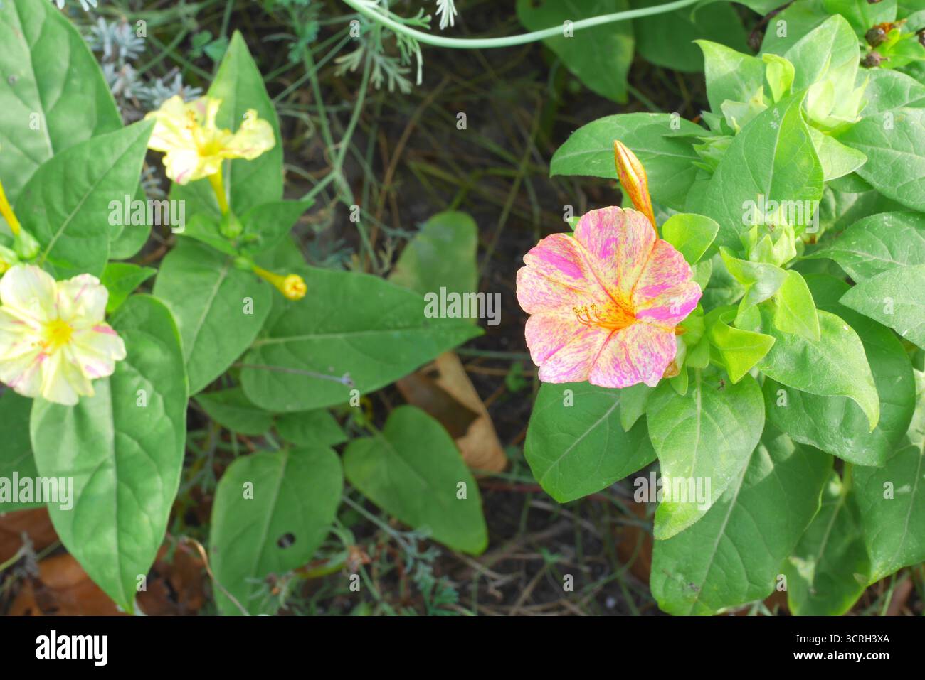 Mirabilis Jalapa, merveille du Pérou, fleur de 4 heures, poussant dans un jardin, Szigethalom, Hongrie Banque D'Images