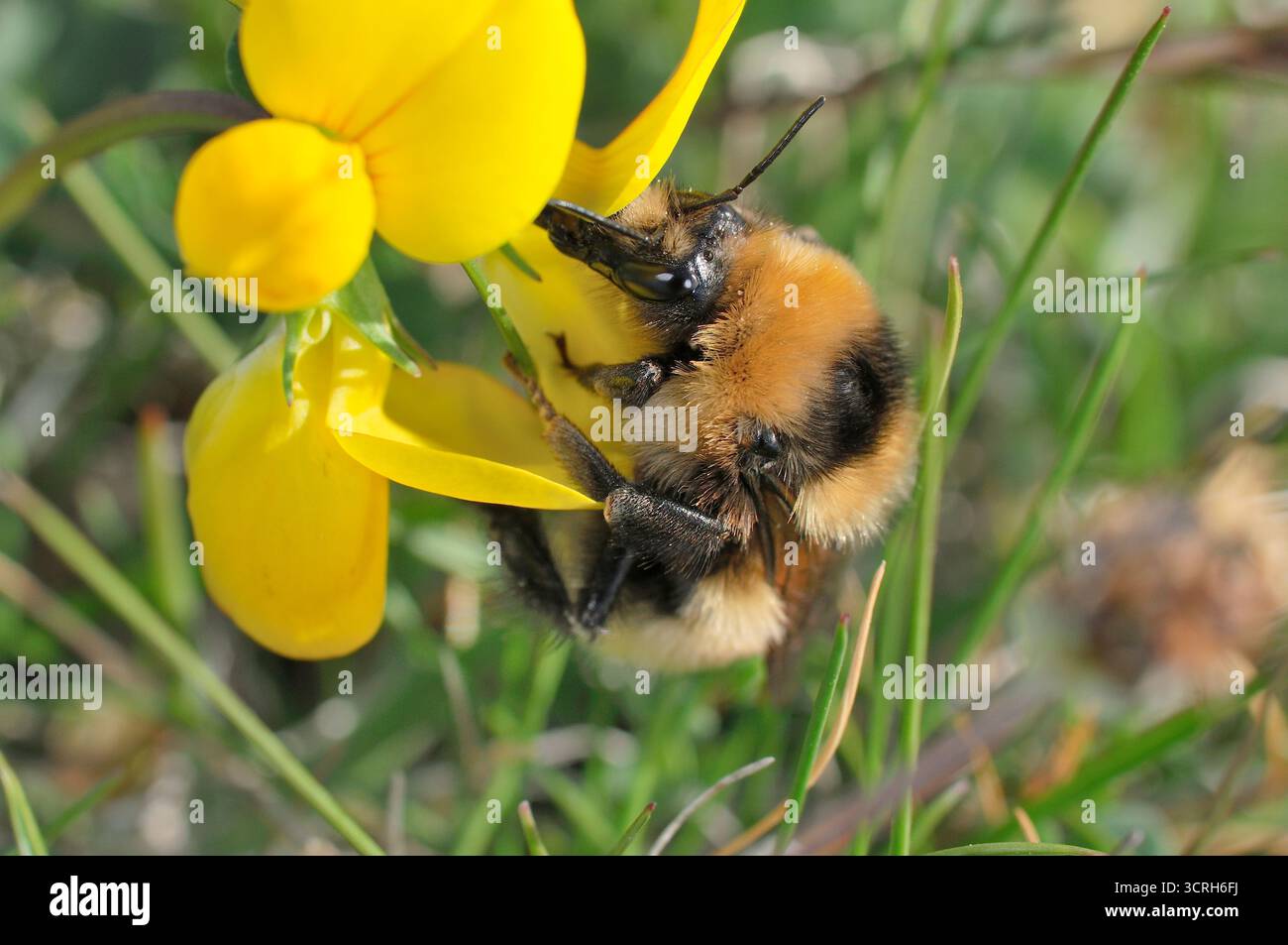 Great Yellow Bumblebee (Bombus distinguendus) cueillant le nectar du trèfle ornithologique (Lotus corniculatus) sur la prairie machair à Northton, Harris Banque D'Images