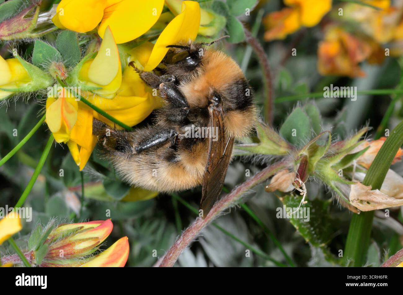 Great Yellow Bumblebee (Bombus distinguendus) cueillant le nectar du trèfle ornithologique (Lotus corniculatus) sur la prairie machair à Northton, Harris Banque D'Images