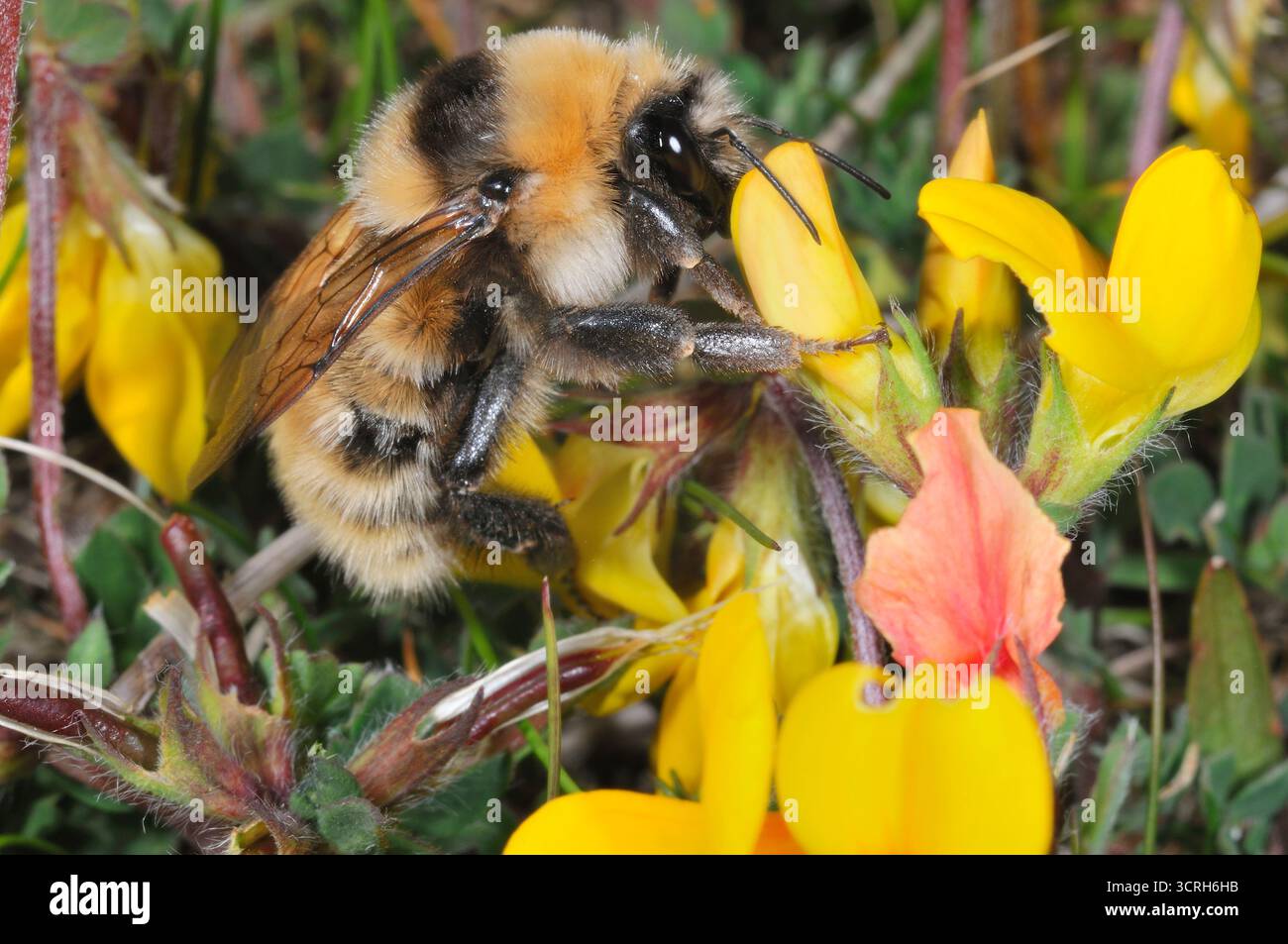 Great Yellow Bumblebee (Bombus distinguendus) cueillant le nectar du trèfle ornithologique (Lotus corniculatus) sur la prairie machair à Northton, Harris. Banque D'Images