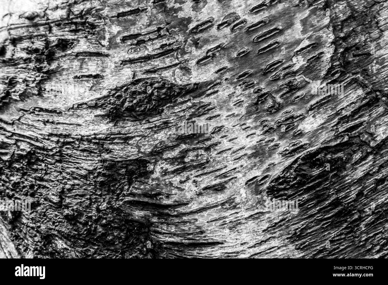 Gros plan d'écorce d'arbre texturée en noir et blanc Banque D'Images