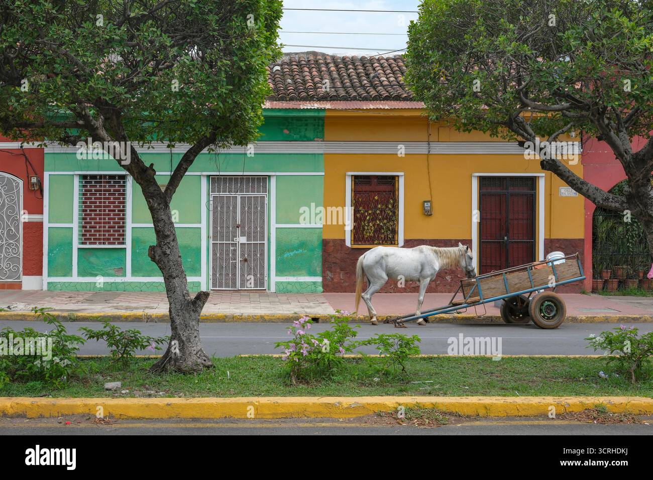 Grenade, Nicaragua - 28 septembre 2025 : un cheval à côté d'une charrette dans une rue à Grenade, Nicaragua. Banque D'Images