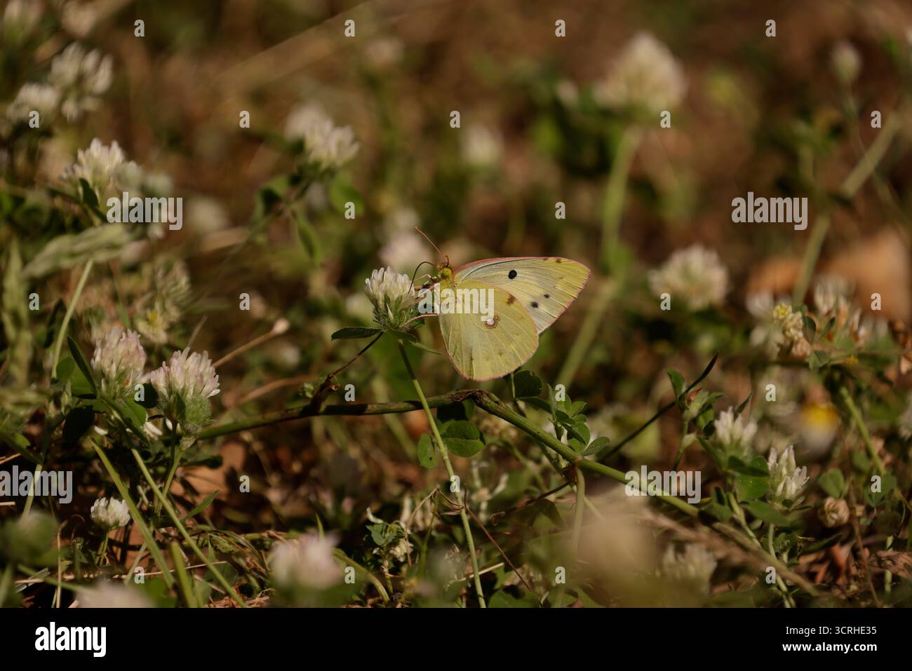 Helice femelle papillon jaune nuageux - Colias croceus Banque D'Images