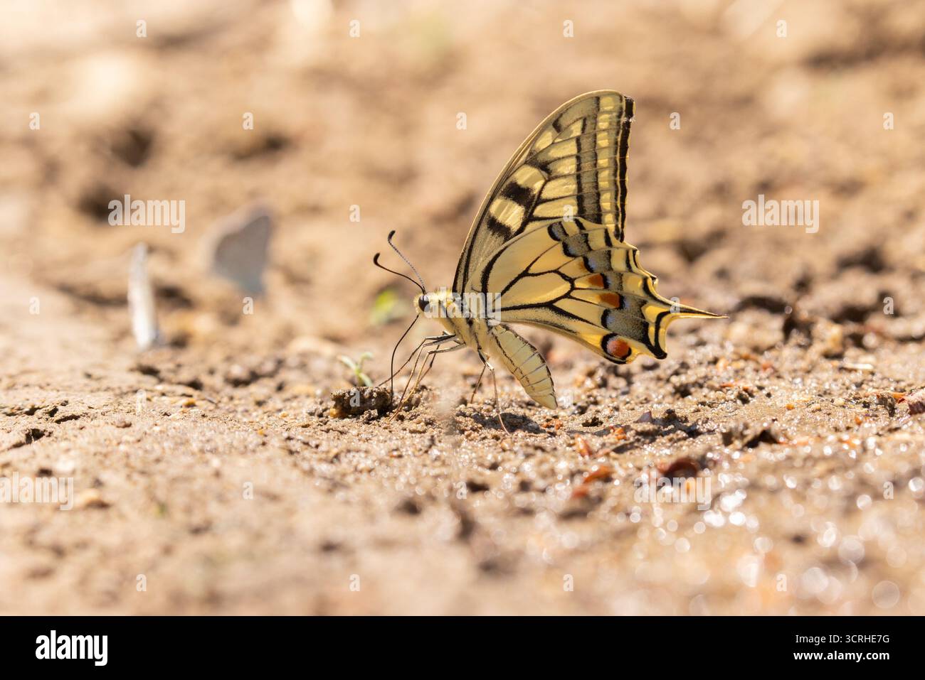 Queue d'aronde jaune commune - Papilio machaon Banque D'Images